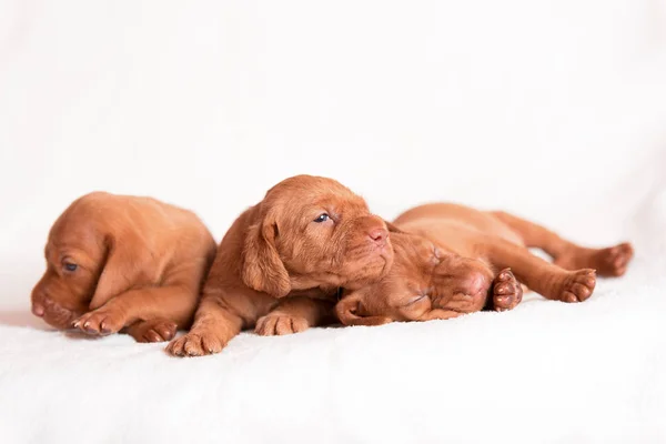 Beyaz Arka Plan Üzerinde Çok Güzel Macar Vizsla Köpekler — Stok fotoğraf