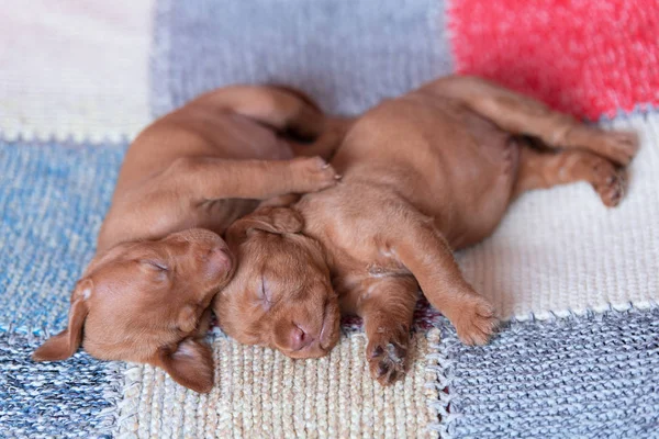 Çok Güzel Macar Vizsla Köpekler Chacked Arka Plan Üzerinde — Stok fotoğraf