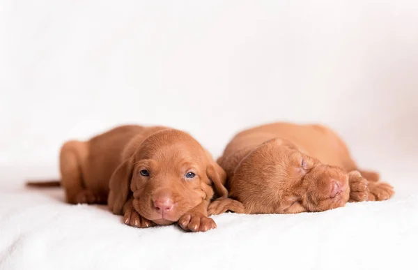 Beyaz Arka Plan Üzerinde Çok Güzel Macar Vizsla Köpekler — Stok fotoğraf