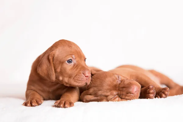 Beyaz Arka Plan Üzerinde Çok Güzel Macar Vizsla Köpekler — Stok fotoğraf