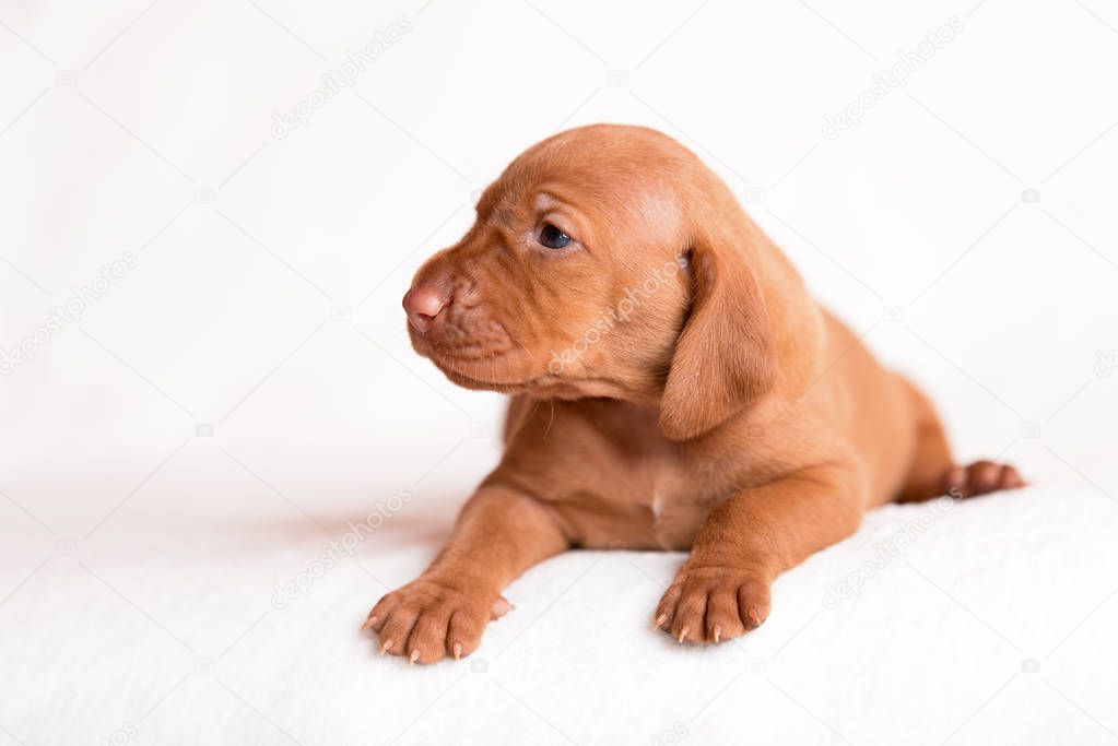 Adorable hungarian Vizsla dogs on the white background