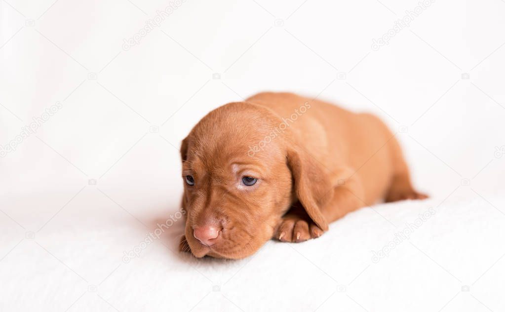 Adorable hungarian Vizsla dog on the white background