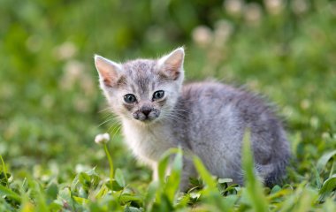 Parkta küçük kedi. Küçük kedi