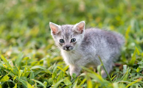 公園の小さな猫 小さな猫 — ストック写真