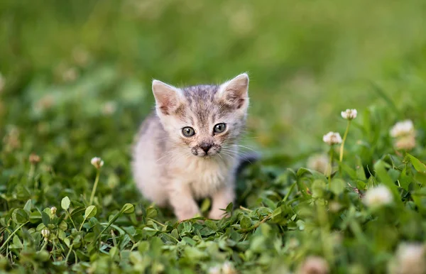 Liten Katt Parken Lilla Katten — Stockfoto