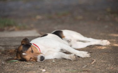 Çok güzel fox terrier köpek bahçede