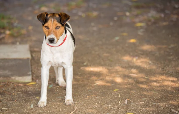 庭で愛らしいフォックス テリア犬 — ストック写真