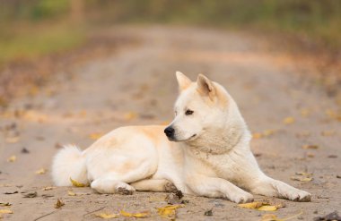 Ormanda dinlenme güzel Akita köpek