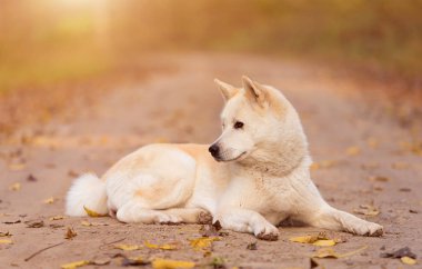 Ormanda dinlenme güzel Akita köpek