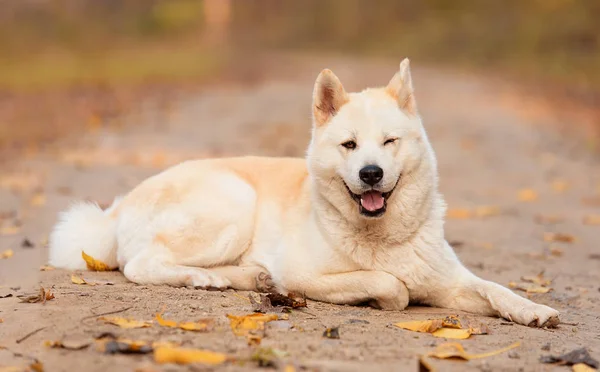 Vackra Akita Hund Vilar Skogen — Stockfoto