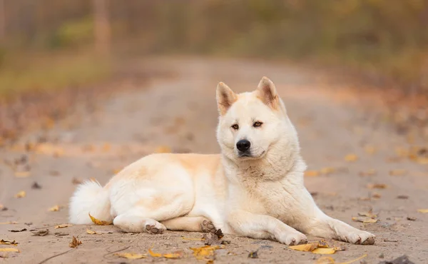 Ormanda Dinlenme Güzel Akita Köpek — Stok fotoğraf