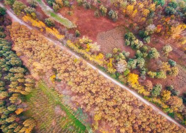 Renkli sonbahar orman. Drone görünümü