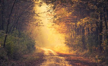 Sonbahar ormanında yol