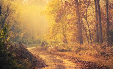 Sonbahar ormanında yol