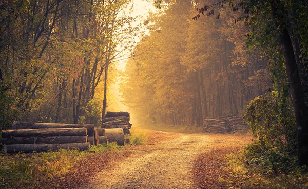 Väg Höstskogen — Stockfoto