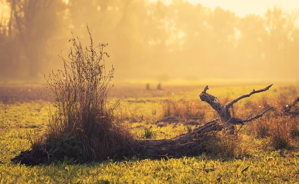 Herbstszene Park — Stockfoto