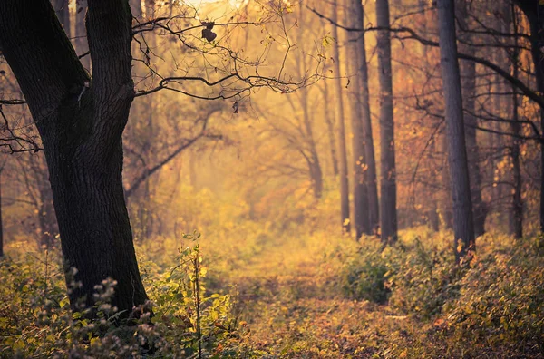 Väg Höstskogen — Stockfoto