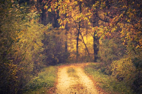 Route Dans Forêt Automne — Photo