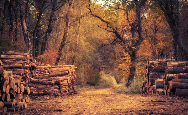 秋の森で森の山 — ストック写真