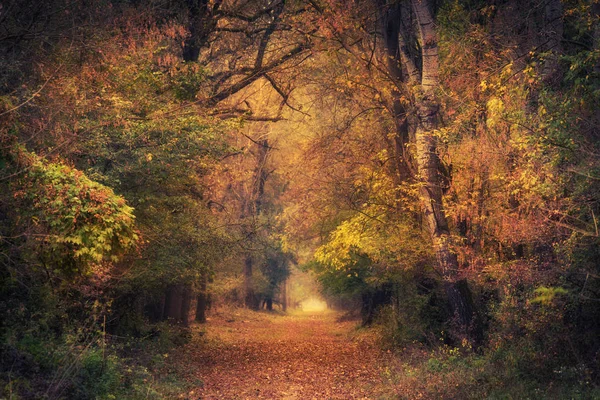 カラフルな秋の森の写真 — ストック写真