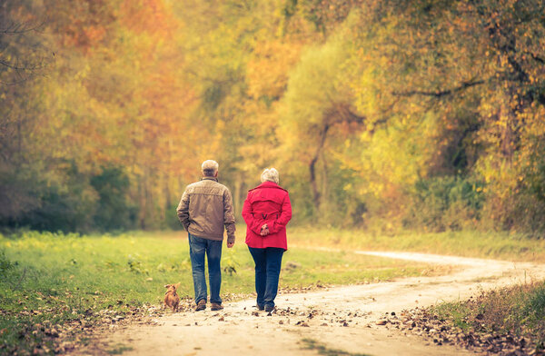 Old couple walking in the autumn forest. 