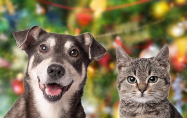 Kedi ve köpek Noel arka plan kameraya bakarak