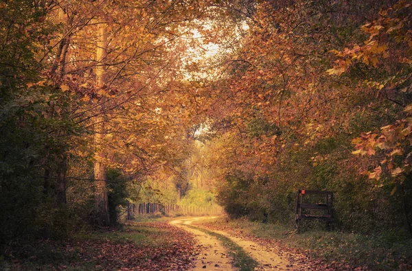 Krásná Pohádková Lesní Podzimní Den Foto Příroda — Stock fotografie