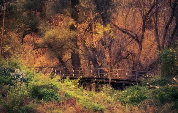 Schönen Goldenen Wald Einem Herbsttag Naturfoto — Stockfoto
