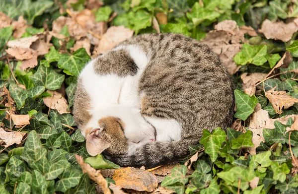 可爱的猫在大自然中休息 — 图库照片