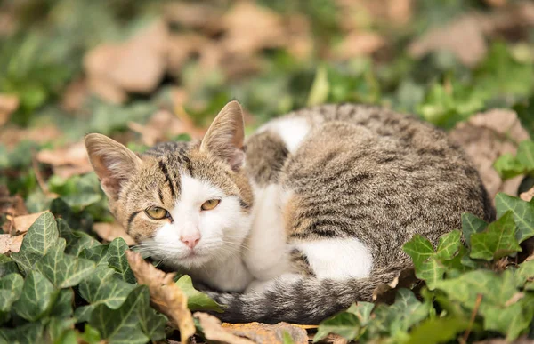 Entzückende Katze Die Der Natur Ruht — Stockfoto