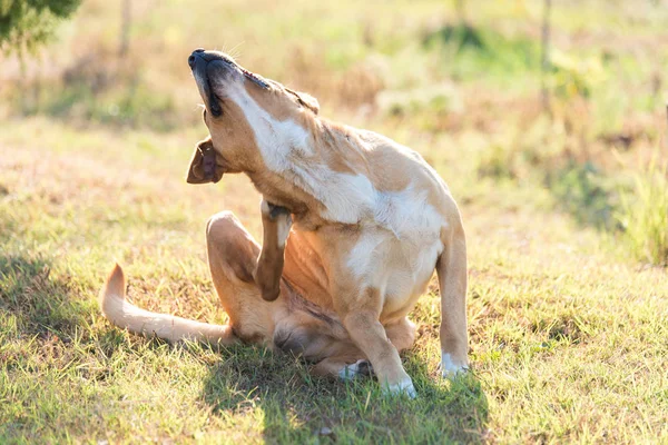 Labrador Cão Coçando Jardim Dia Ensolarado — Fotografia de Stock