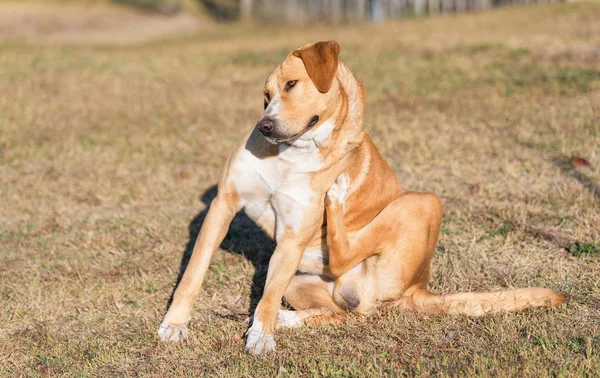 Labrador köpek bir güneşli gün bahçede tırmalamak