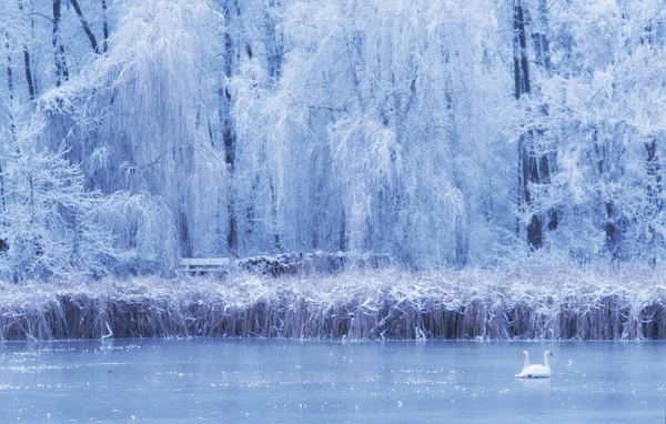 Swan Den Frusna Sjön Vinterdag — Stockfoto