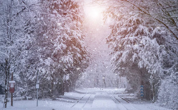 Trilhas Trem Floresta Inverno — Fotografia de Stock