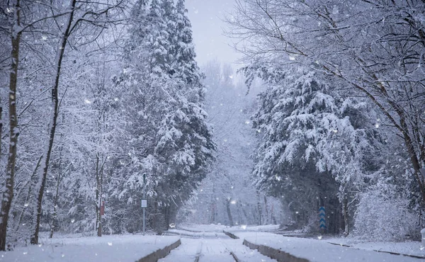 Trilhas Trem Floresta Inverno — Fotografia de Stock