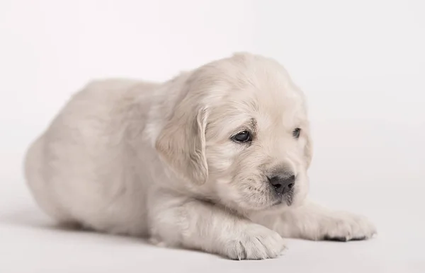 Adorable Golden Retriever dog on a white background