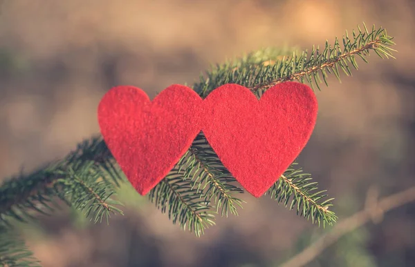 Çam Ağacı Üzerinde Iki Kalp Şekli Aşk Sembolü — Stok fotoğraf