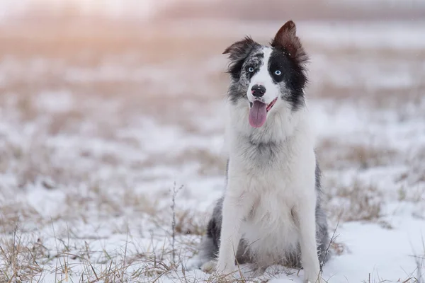 Winters Günde Parkta Oturan Border Collie Köpek — Stok fotoğraf