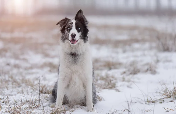 Border Collie Dog Sitting Park Winters Day — Stock Photo, Image
