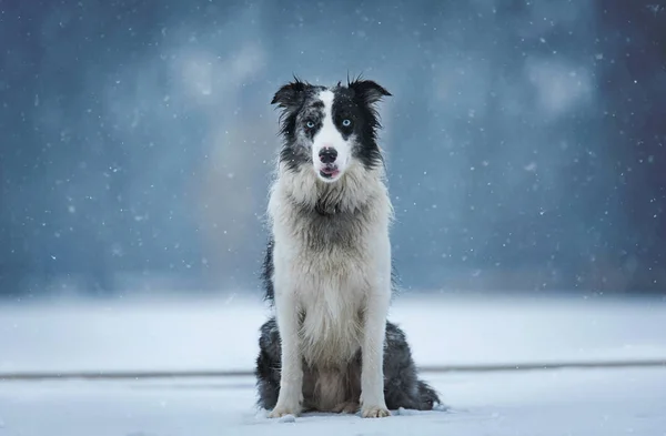 Beauty Border Collie Dog Winter Park — Stock Photo, Image