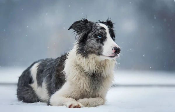 Beauty Border Collie Dog Winter Park — Stock Photo, Image