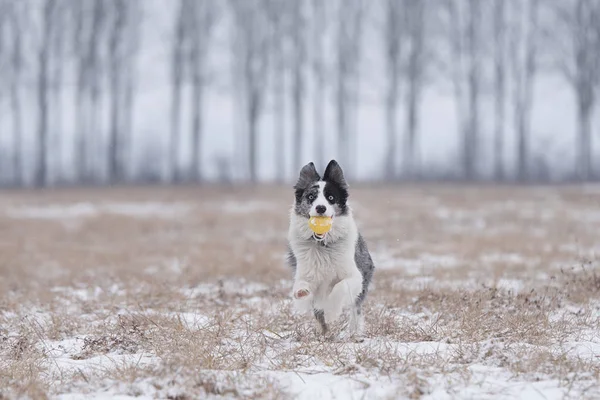 Border Collie Köpek Eğitim Kış Parkta — Stok fotoğraf