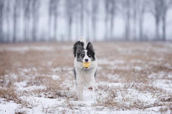 Border Collie Köpek Eğitim Kış Parkta — Stok fotoğraf