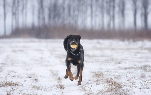 Allenamento Cani Bellezza Nel Parco Invernale — Foto Stock