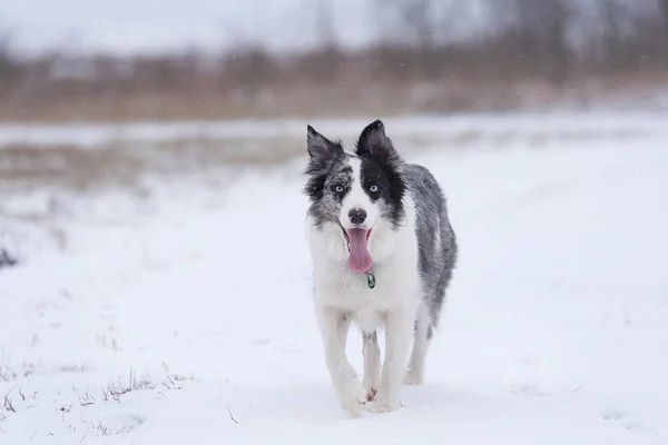 Beauty Border Cane Collie Nel Parco Invernale — Foto Stock