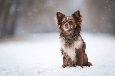 Kış parkta çok güzel Chihuahua köpek