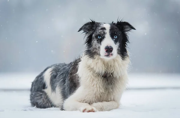 Beauty Border Collie Dog Winter Park — Stock Photo, Image