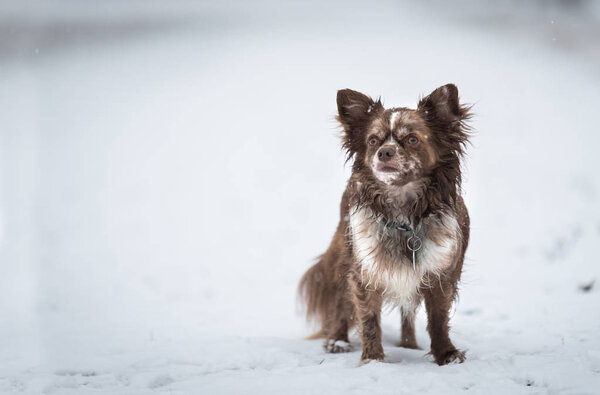 Adorable Chihuahua Dog Winter Park Stock Photo