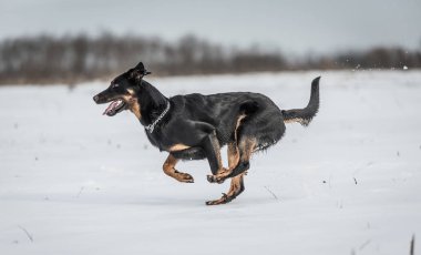 Beautyful Beauceron köpek oyun bir kış günü kar