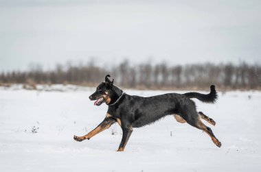 Beautyful Beauceron köpek oyun bir kış günü kar